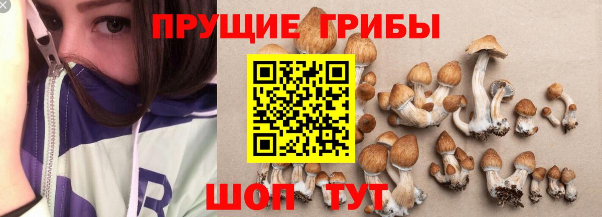 Псилоцибиновые грибы MAGIC MUSHROOMS Рославль
